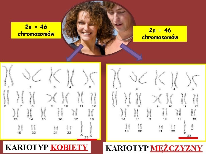 2 n = 46 chromosomów KARIOTYP KOBIETY 2 n = 46 chromosomów KARIOTYP MĘŻCZYZNY