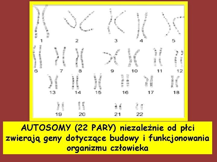 AUTOSOMY (22 PARY) niezależnie od płci zwierają geny dotyczące budowy i funkcjonowania organizmu człowieka