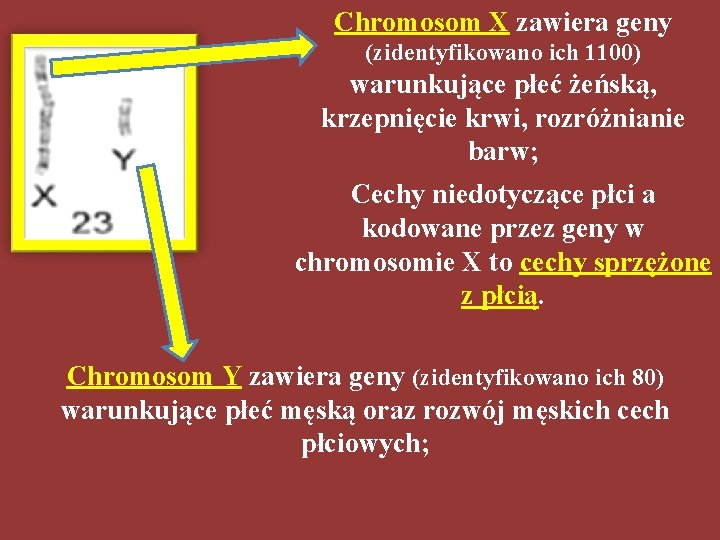 Chromosom X zawiera geny (zidentyfikowano ich 1100) warunkujące płeć żeńską, krzepnięcie krwi, rozróżnianie barw;
