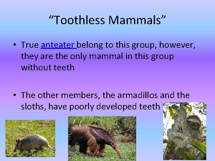 “Toothless Mammals” • True anteater belong to this group, however, they are the only “Toothless Mammals” • True anteater belong to this group, however, they are the only