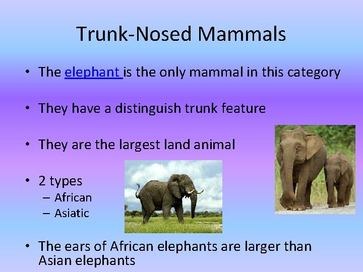 Trunk-Nosed Mammals • The elephant is the only mammal in this category • They