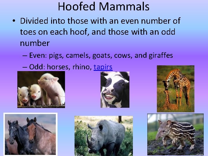 Hoofed Mammals • Divided into those with an even number of toes on each