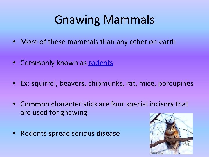 Gnawing Mammals • More of these mammals than any other on earth • Commonly Gnawing Mammals • More of these mammals than any other on earth • Commonly