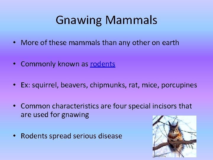 Gnawing Mammals • More of these mammals than any other on earth • Commonly