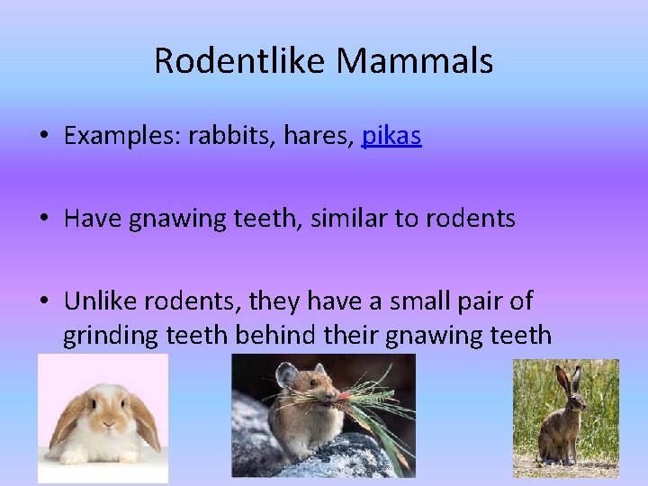 Rodentlike Mammals • Examples: rabbits, hares, pikas • Have gnawing teeth, similar to rodents