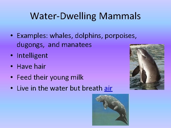 Water-Dwelling Mammals • Examples: whales, dolphins, porpoises, dugongs, and manatees • Intelligent • Have Water-Dwelling Mammals • Examples: whales, dolphins, porpoises, dugongs, and manatees • Intelligent • Have