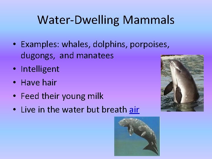 Water-Dwelling Mammals • Examples: whales, dolphins, porpoises, dugongs, and manatees • Intelligent • Have