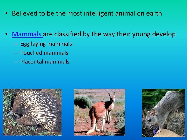  • Believed to be the most intelligent animal on earth • Mammals are