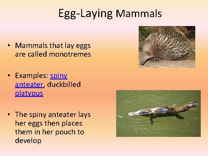 Egg-Laying Mammals • Mammals that lay eggs are called monotremes • Examples: spiny anteater, Egg-Laying Mammals • Mammals that lay eggs are called monotremes • Examples: spiny anteater,