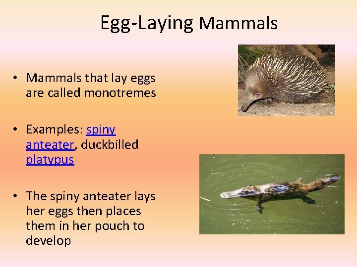 Egg-Laying Mammals • Mammals that lay eggs are called monotremes • Examples: spiny anteater,