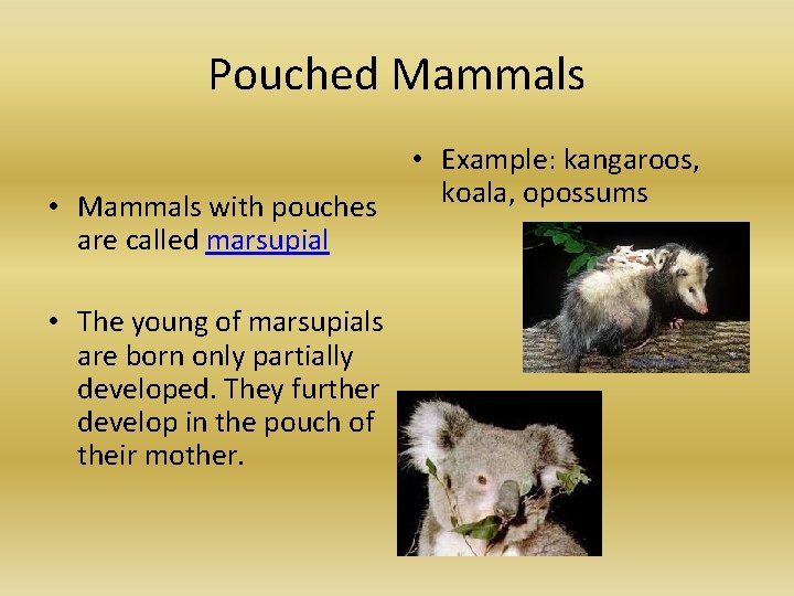 Pouched Mammals • Mammals with pouches are called marsupial • The young of marsupials Pouched Mammals • Mammals with pouches are called marsupial • The young of marsupials