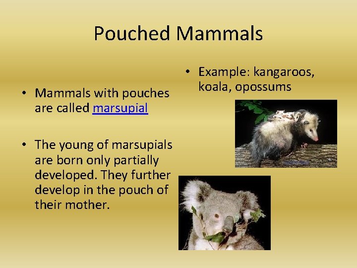 Pouched Mammals • Mammals with pouches are called marsupial • The young of marsupials