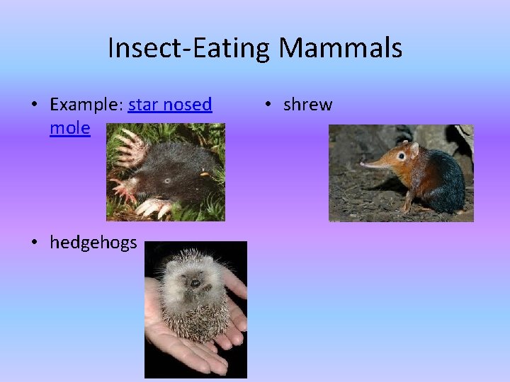 Insect-Eating Mammals • Example: star nosed mole • hedgehogs • shrew Insect-Eating Mammals • Example: star nosed mole • hedgehogs • shrew