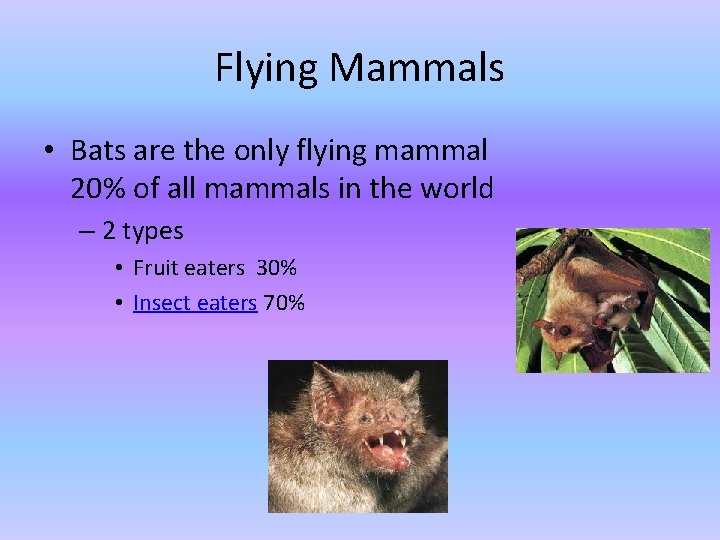 Flying Mammals • Bats are the only flying mammal 20% of all mammals in