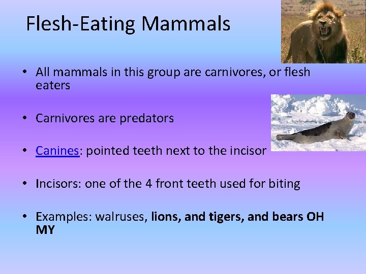 Flesh-Eating Mammals • All mammals in this group are carnivores, or flesh eaters •