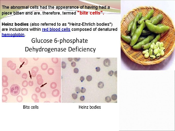 The abnormal cells had the appearance of having had a piece bitten and are,