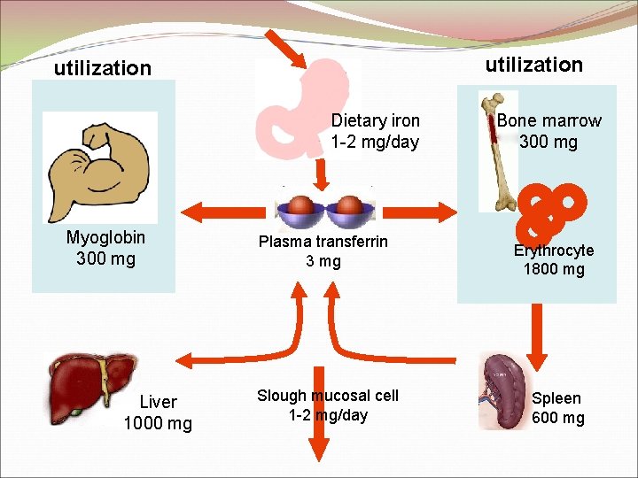 utilization Dietary iron 1 -2 mg/day Myoglobin 300 mg Liver 1000 mg Plasma transferrin