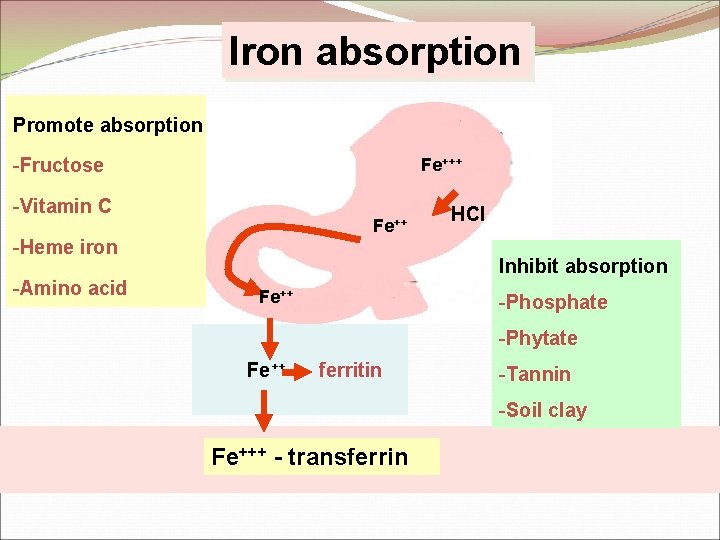 Iron absorption Promote absorption -Fructose Fe+++ -Vitamin C Fe++ -Heme iron -Amino acid HCl