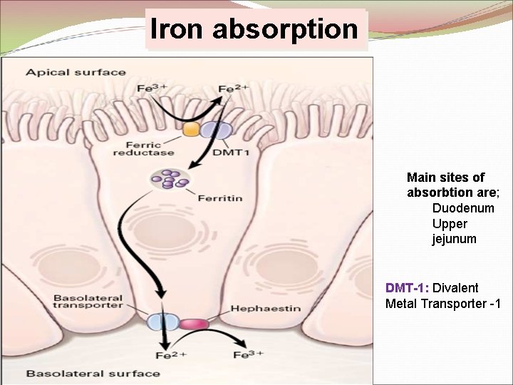 Iron absorption Main sites of absorbtion are; Duodenum Upper jejunum DMT-1: Divalent Metal Transporter