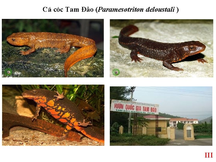 Cá cóc Tam Đảo (Paramesotriton deloustali ) III 