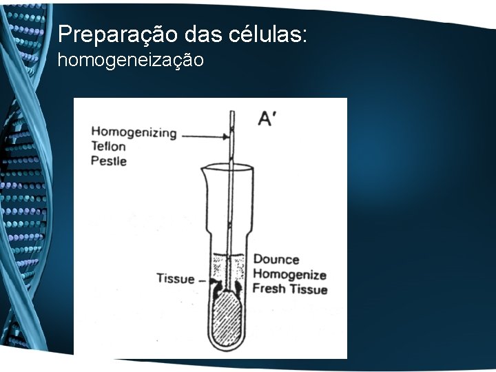 Preparação das células: homogeneização 