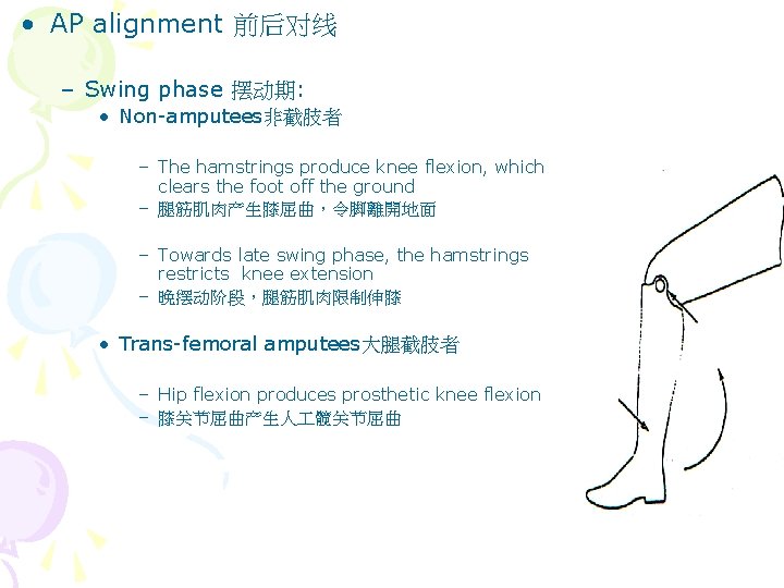  • AP alignment 前后对线 – Swing phase 摆动期: • Non-amputees非截肢者 – The hamstrings