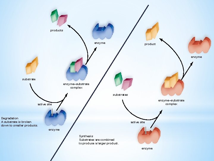 products enzyme product enzyme substrate enzyme–substrate complex substrates enzyme–substrate complex active site Degradation A