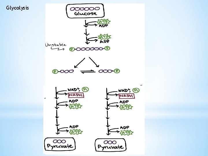 Glycolysis 