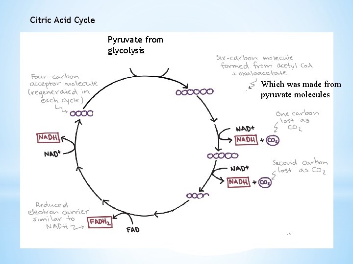 Citric Acid Cycle Pyruvate from glycolysis Which was made from pyruvate molecules 