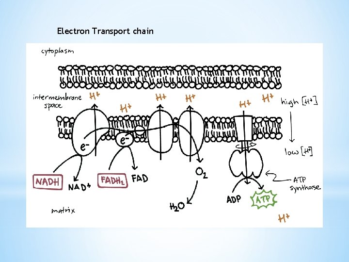 Electron Transport chain 
