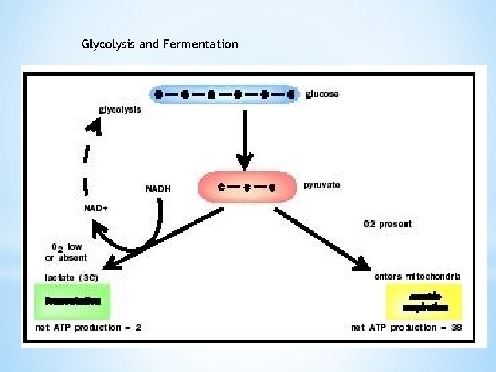 Glycolysis and Fermentation 