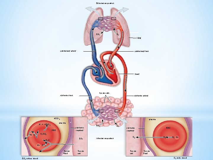 External respiration CO 2 lung pulmonary artery pulmonary vein heart tissue cells systemic vein