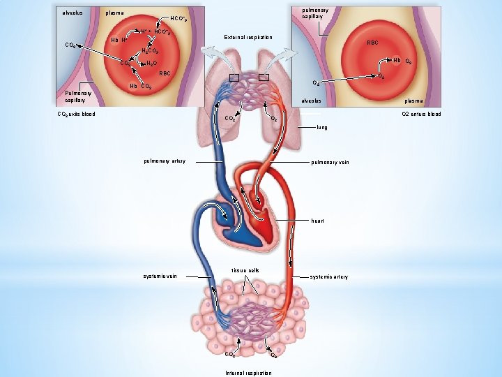 alveolus plasma H+ + HCO– 3 CO 2 Hb pulmonary capillary HCO– 3 H+