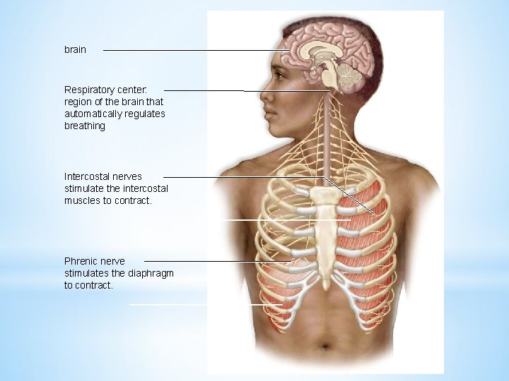 brain Respiratory center: region of the brain that automatically regulates breathing Intercostal nerves stimulate