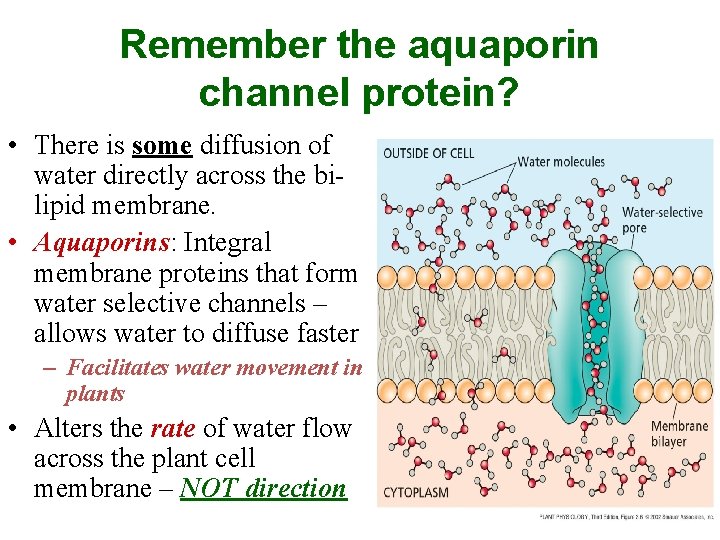 Remember the aquaporin channel protein? • There is some diffusion of water directly across