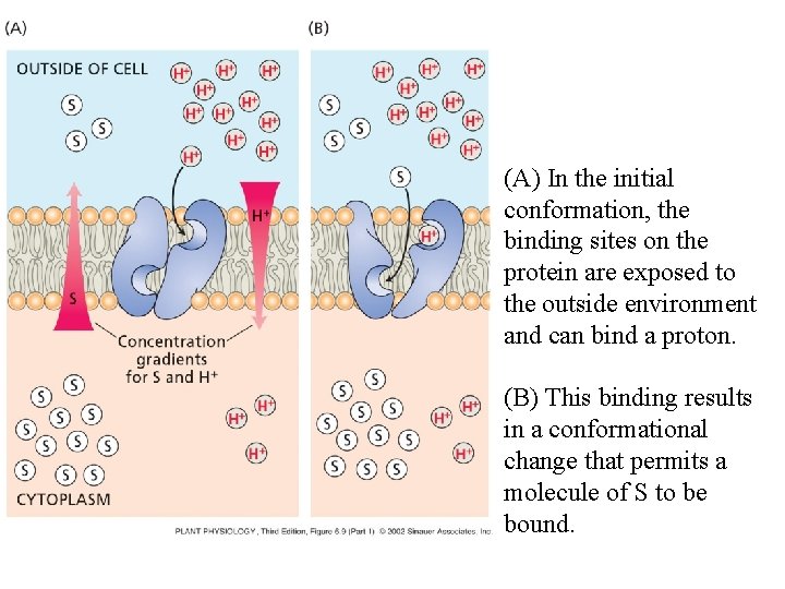(A) In the initial conformation, the binding sites on the protein are exposed to