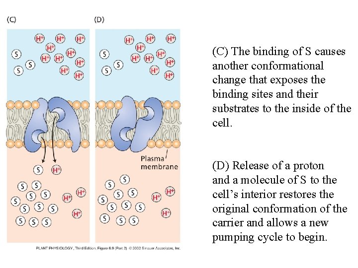 (C) The binding of S causes another conformational change that exposes the binding sites