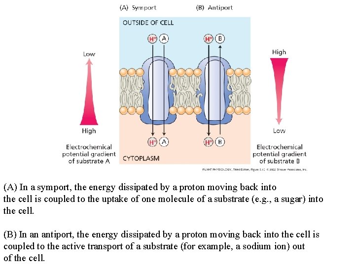 (A) In a symport, the energy dissipated by a proton moving back into the