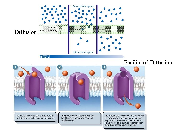 Diffusion Facilitated Diffusion 