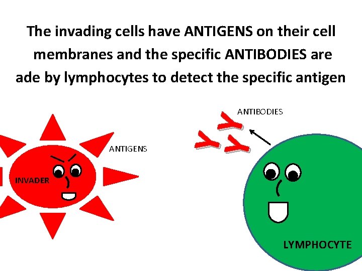 The invading cells have ANTIGENS on their cell membranes and the specific ANTIBODIES are