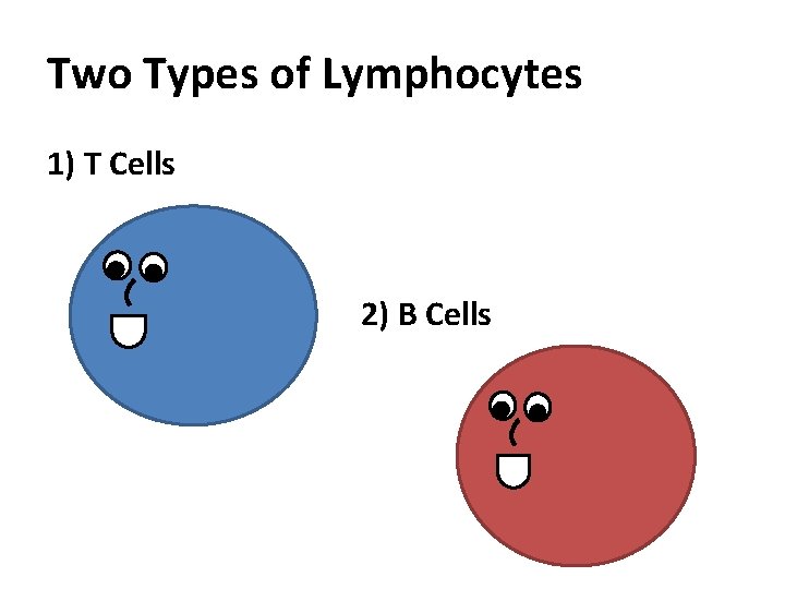Two Types of Lymphocytes 1) T Cells 2) B Cells 