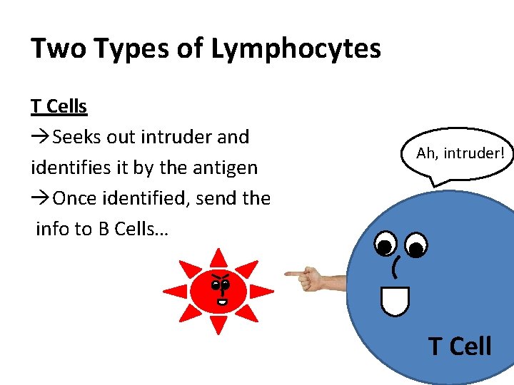 Two Types of Lymphocytes T Cells Seeks out intruder and Ah, intruder! identifies it