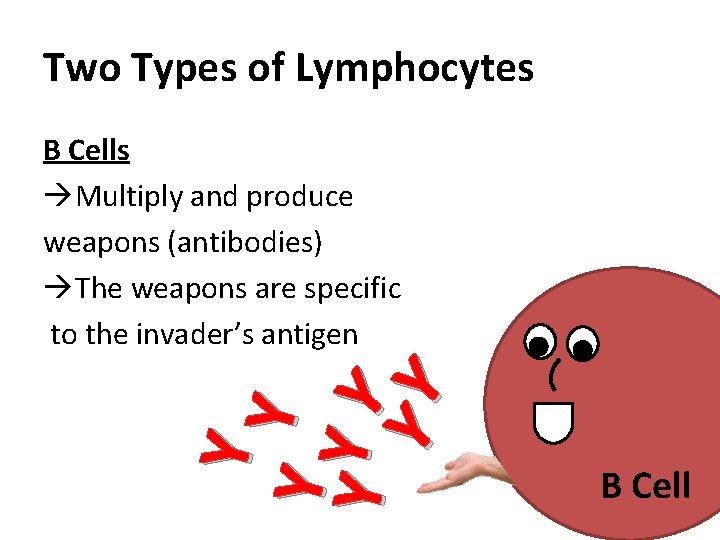 Two Types of Lymphocytes Y YY B Cells Multiply and produce weapons (antibodies) The