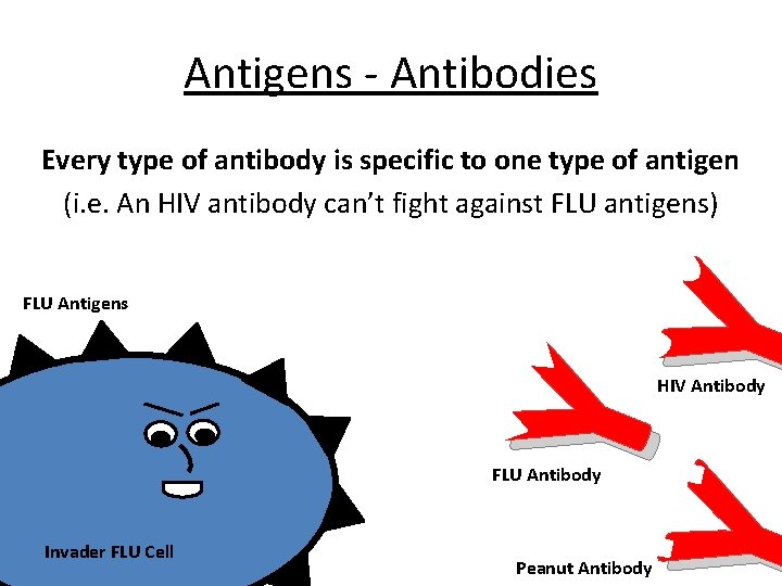 Antigens - Antibodies FLU Antigens Y Y Every type of antibody is specific to