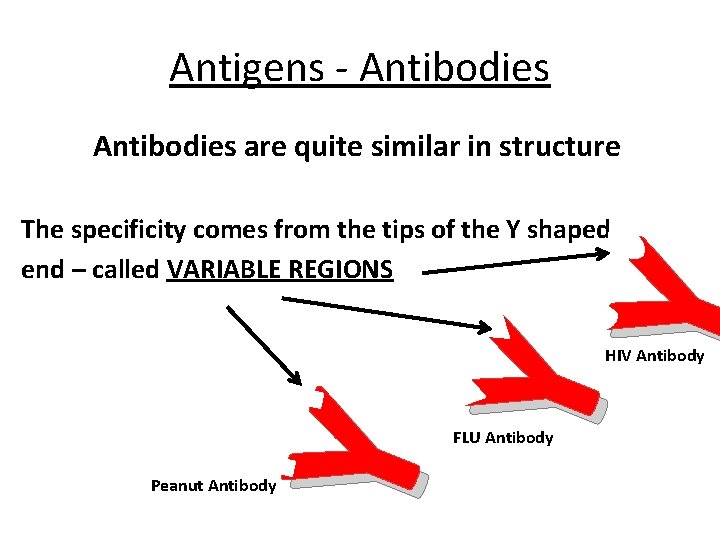Antigens - Antibodies are quite similar in structure Y Y Y The specificity comes