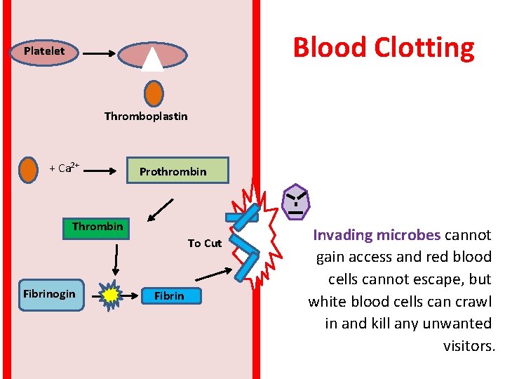 Blood Clotting Platelet Thromboplastin + Ca 2+ Prothrombin To Cut Fibrinogin Fibrin Invading microbes