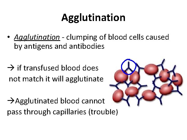 Agglutination • Agglutination - clumping of blood cells caused by antigens and antibodies if