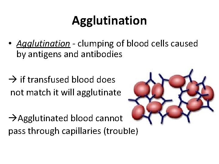 Agglutination • Agglutination - clumping of blood cells caused by antigens and antibodies if