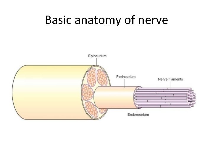 Basic anatomy of nerve 