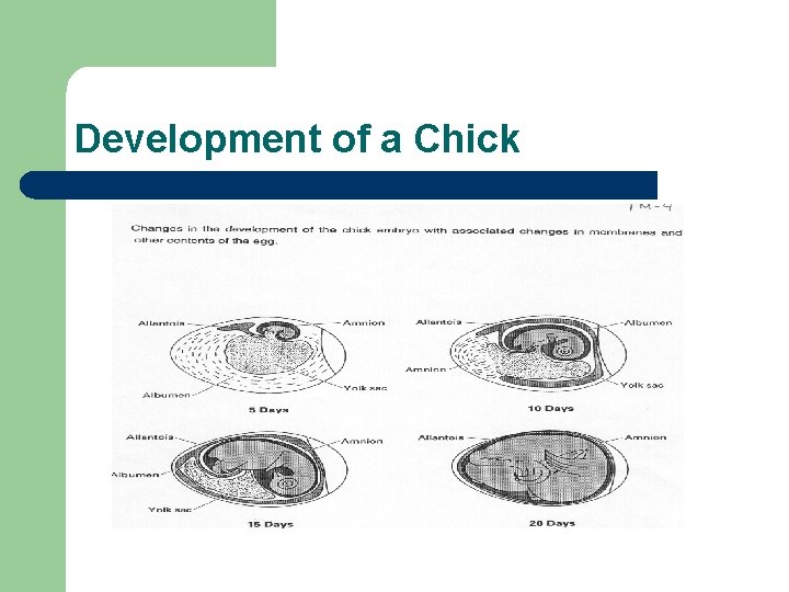 Development of a Chick 